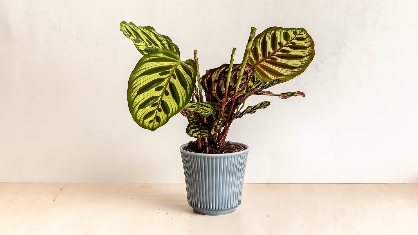 Carole / Calathea Makoyana  Masarykwineflower